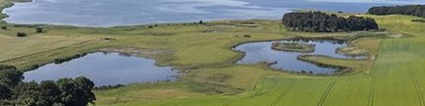 Bredvig Sø er lavet som et kvælstofvådområde